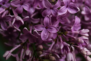 Photo of Beautiful lilac flowers with water drops as background, closeup