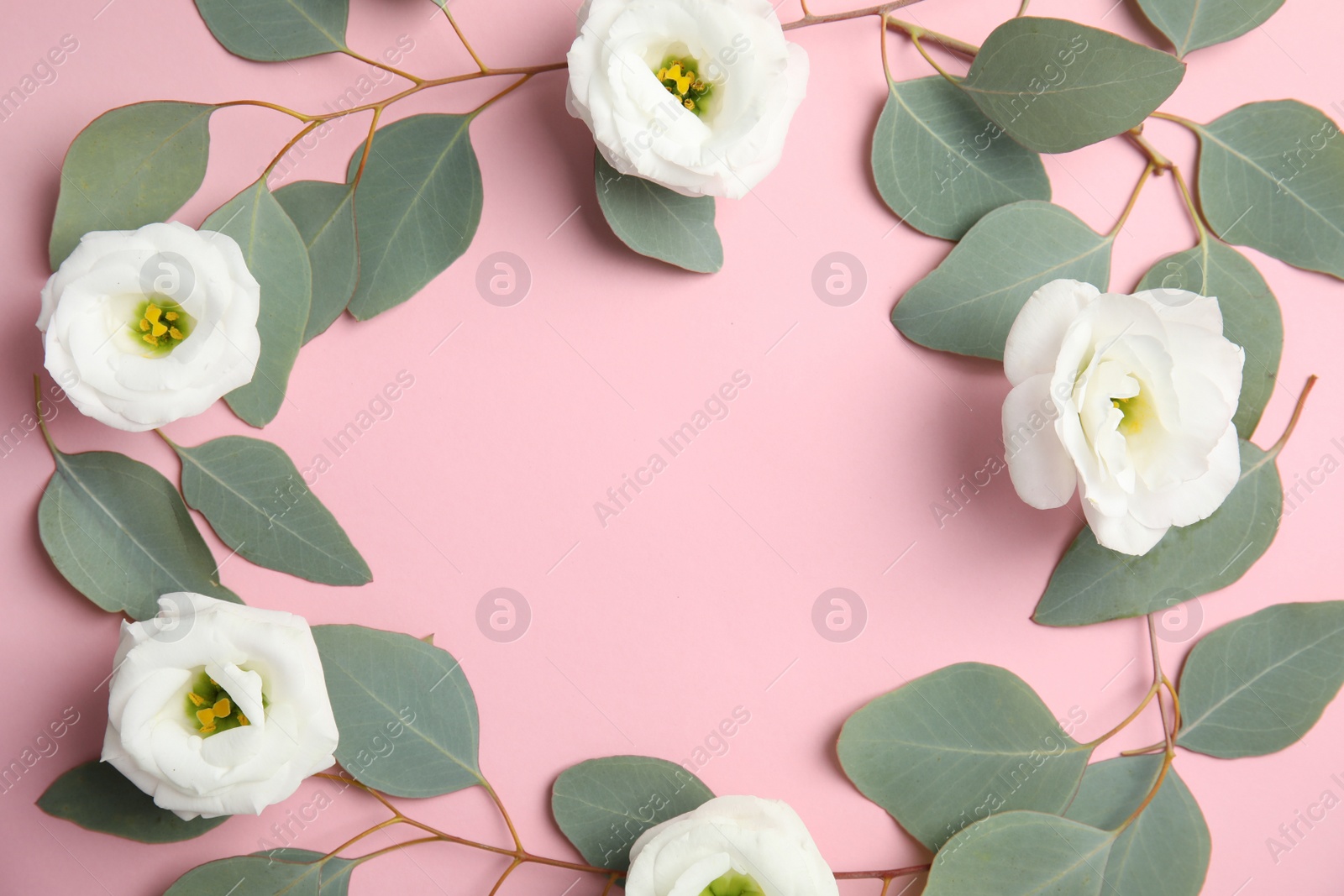 Photo of Eucalyptus branches with fresh green leaves and flowers on color background. Flat lay composition with space for design