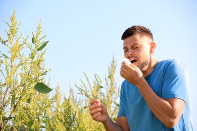 Photo of Man with ragweed branch suffering from allergy outdoors on sunny day