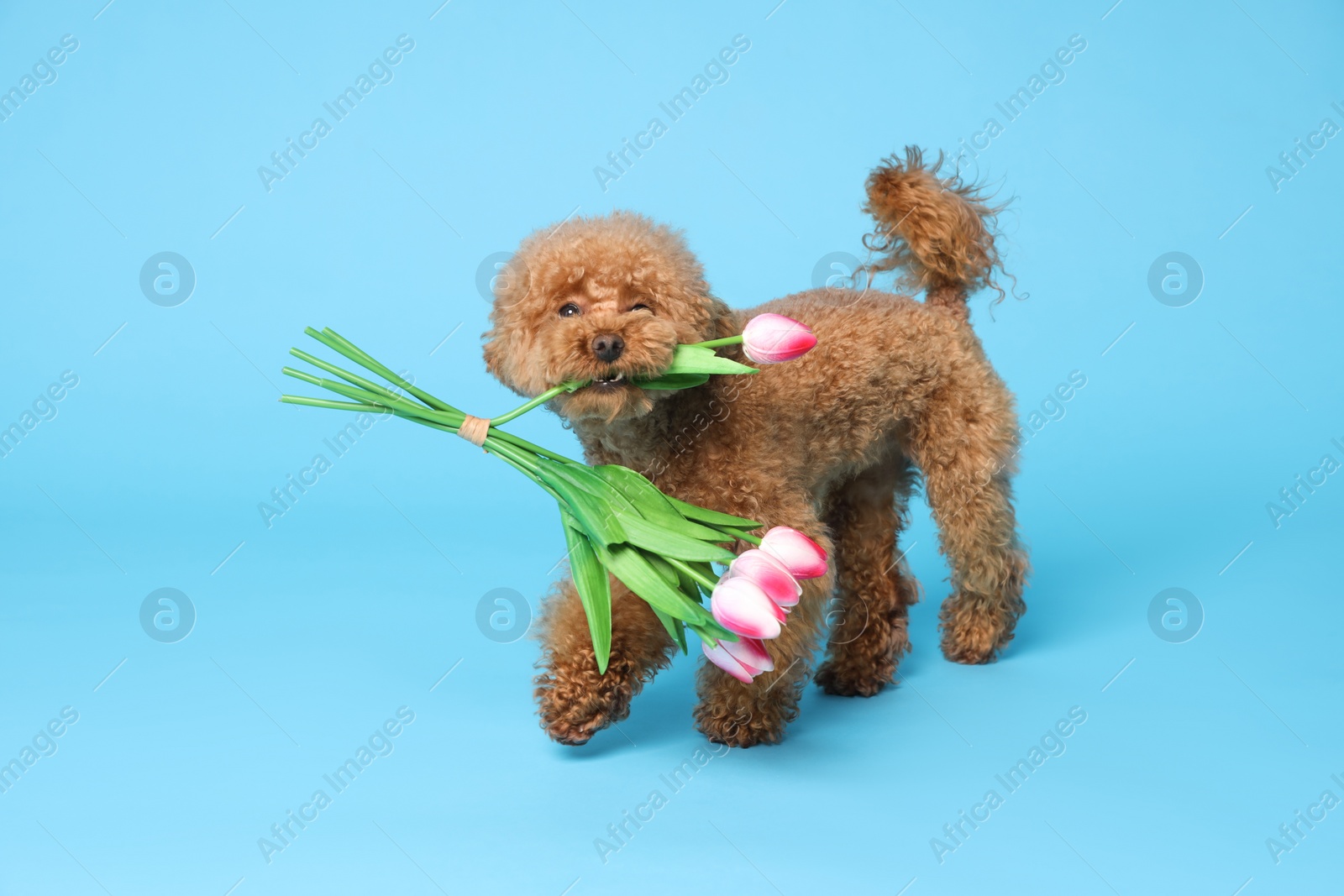 Photo of Cute Maltipoo dog holding bouquet of beautiful tulips on light blue background