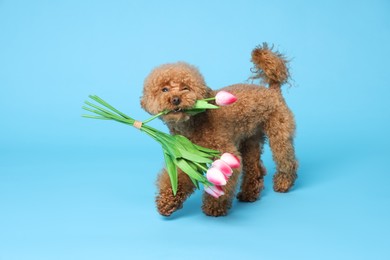Photo of Cute Maltipoo dog holding bouquet of beautiful tulips on light blue background