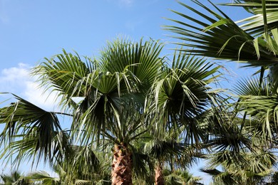 Photo of Beautiful view of palm trees outdoors on sunny summer day