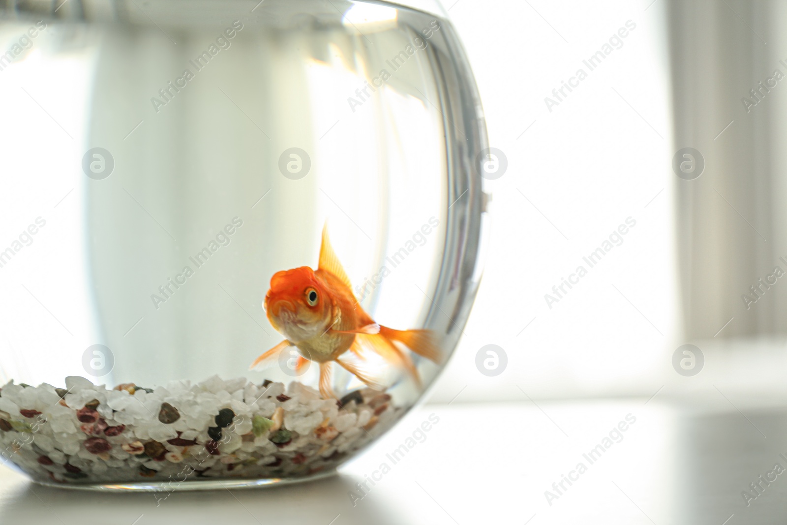 Photo of Beautiful bright goldfish in aquarium on table, closeup