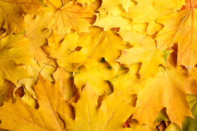 Yellow autumn leaves as background, top view