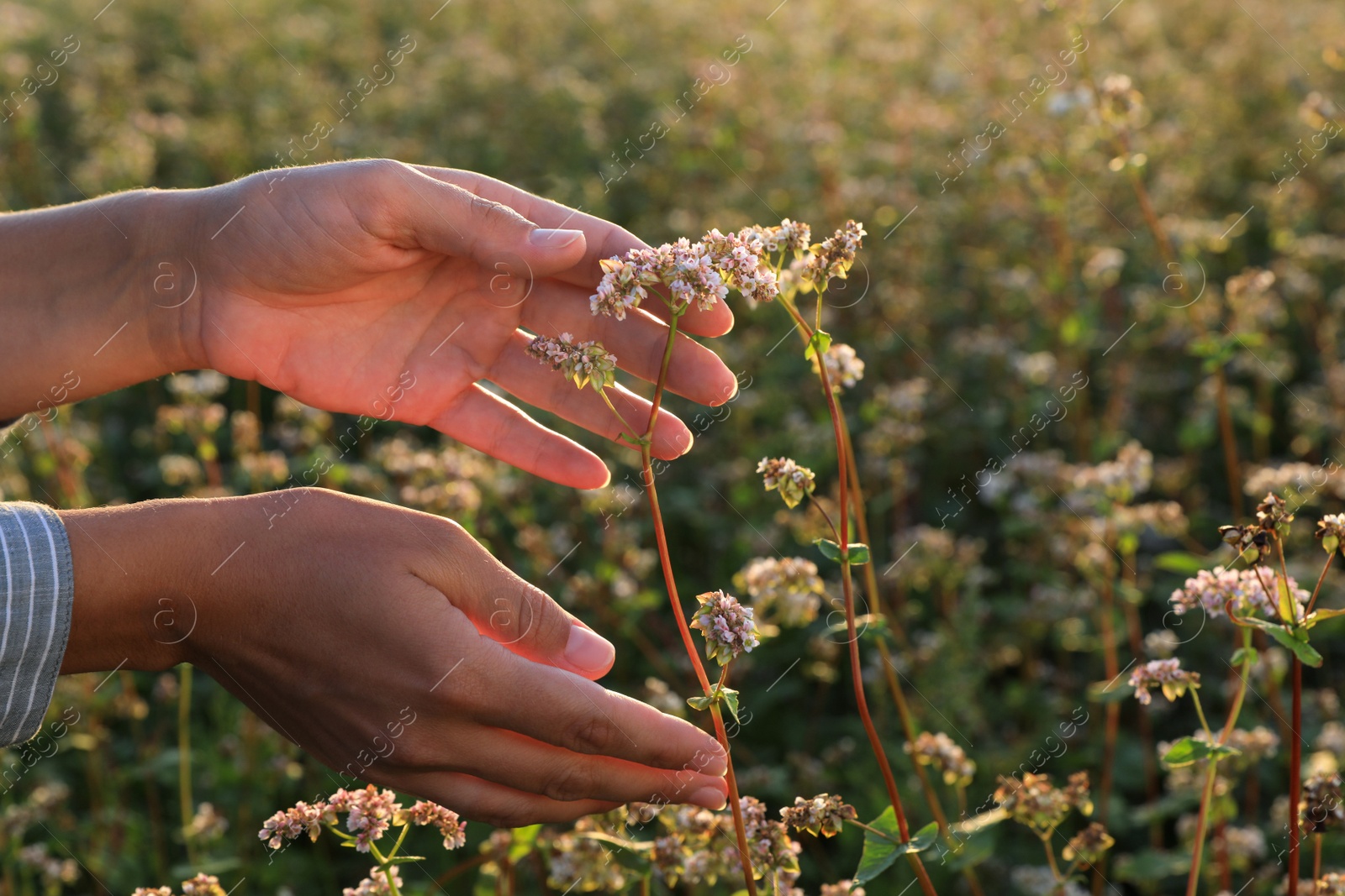 Photo of Woman in beautiful blossoming buckwheat field, closeup