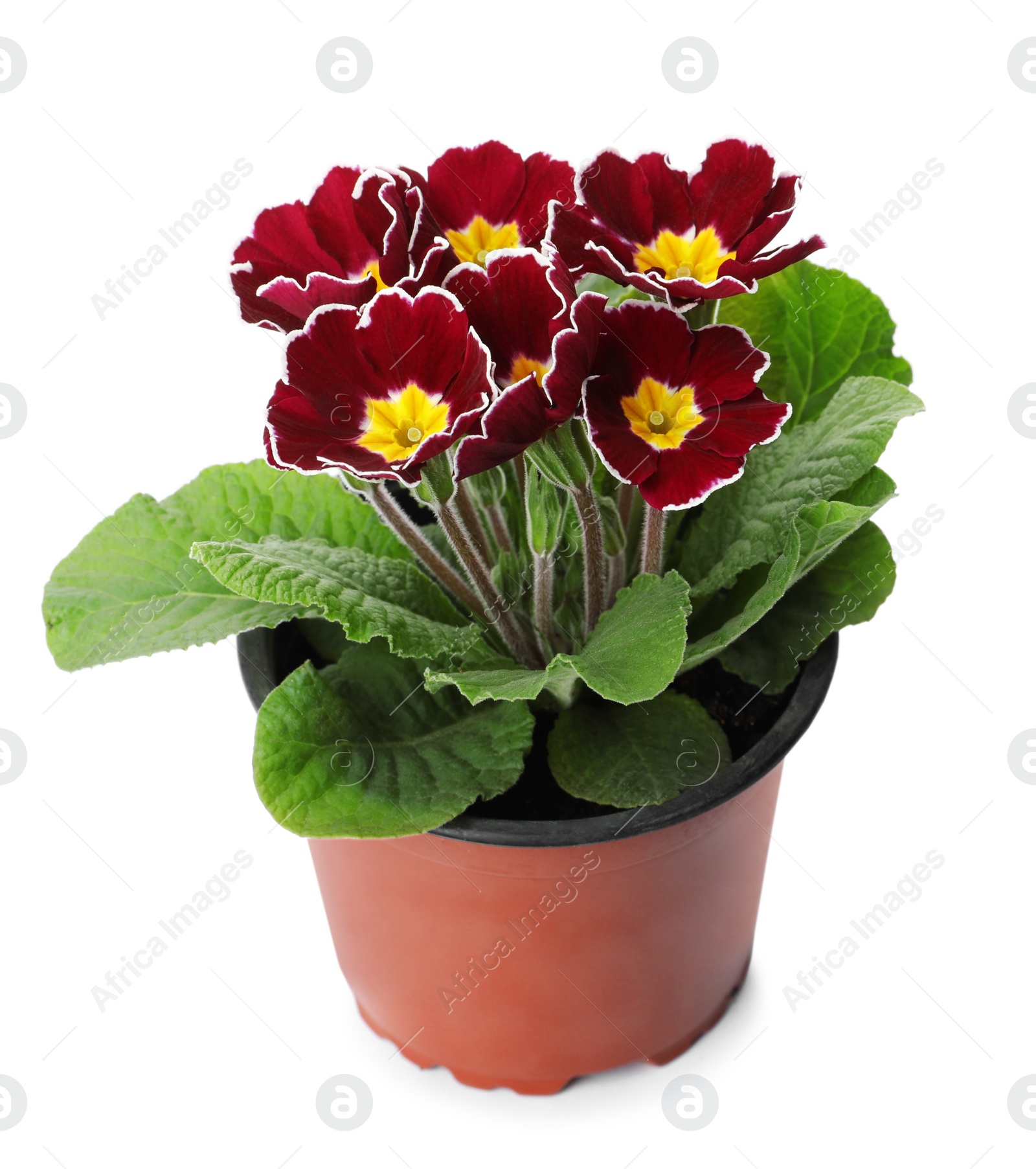 Photo of Beautiful primula (primrose) plant with burgundy flowers isolated on white. Spring blossom