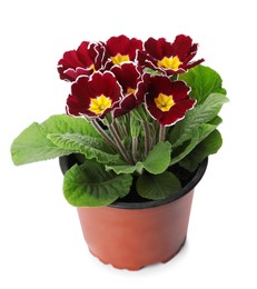 Photo of Beautiful primula (primrose) plant with burgundy flowers isolated on white. Spring blossom