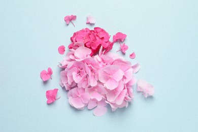 Photo of Beautiful hortensia flowers on pale light blue background, flat lay