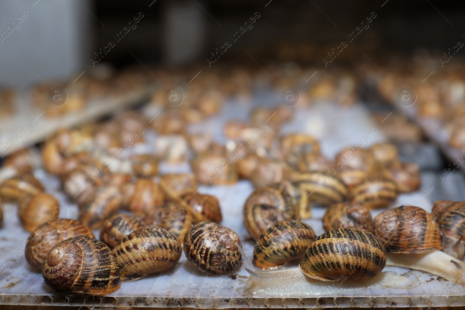 Photo of Many snails crawling on table indoors, space for text