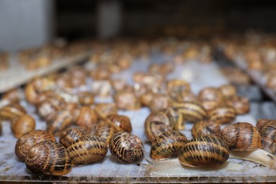 Many snails crawling on table indoors, space for text
