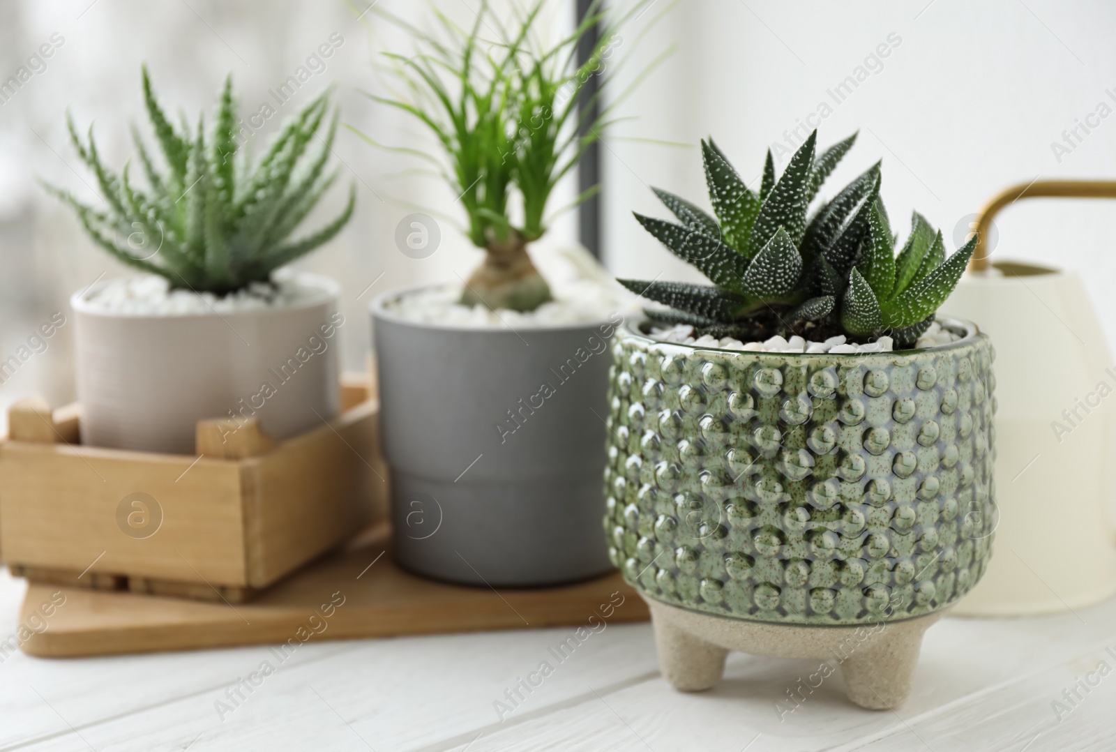 Photo of Beautiful Aloe, Nolina and Haworthia in pots on white wooden windowsill, closeup. Different house plants