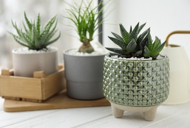 Beautiful Aloe, Nolina and Haworthia in pots on white wooden windowsill, closeup. Different house plants