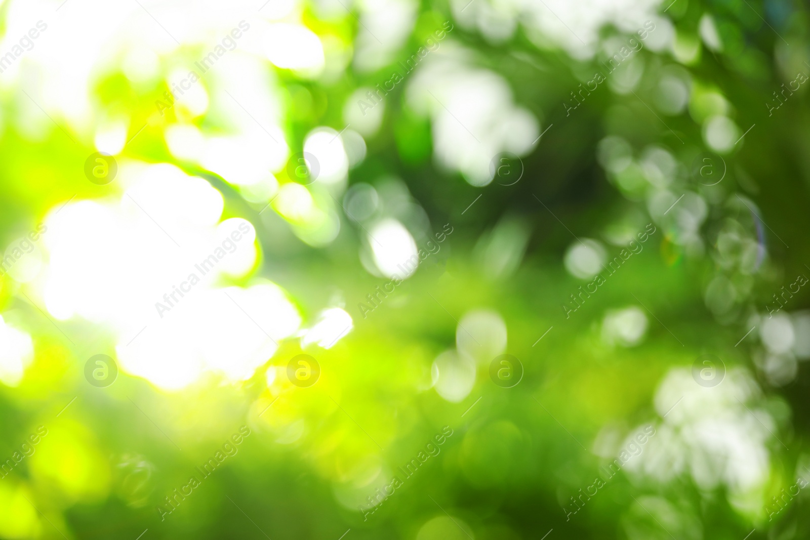 Photo of Abstract nature green background with sun rays, bokeh effect