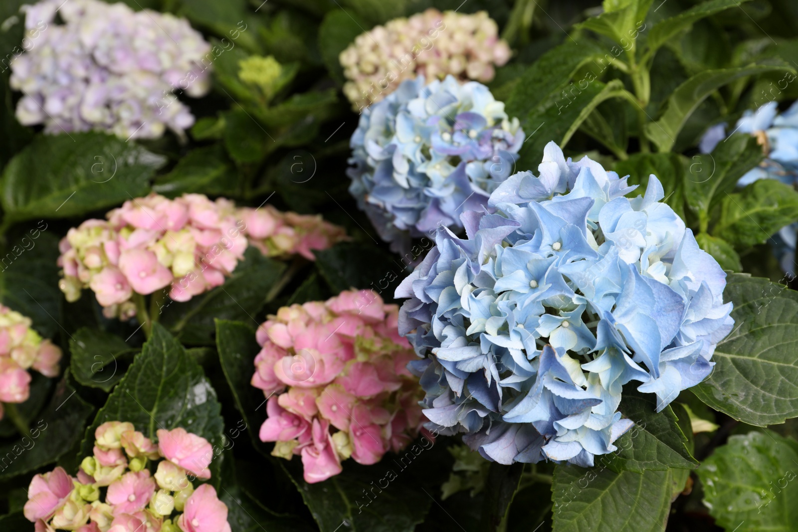 Photo of Beautiful hortensia plants with colorful flowers outdoors