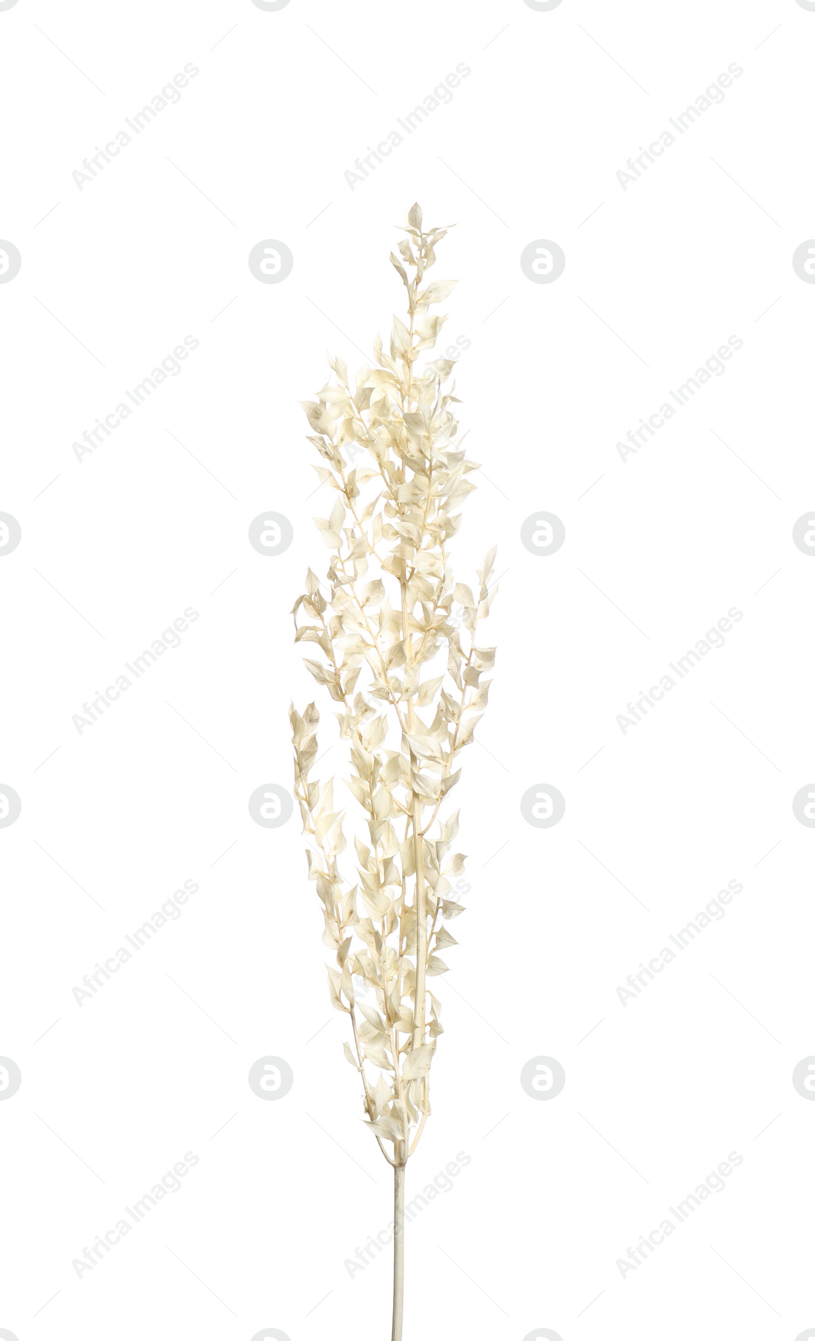 Photo of Beautiful tender dried flowers on white background.