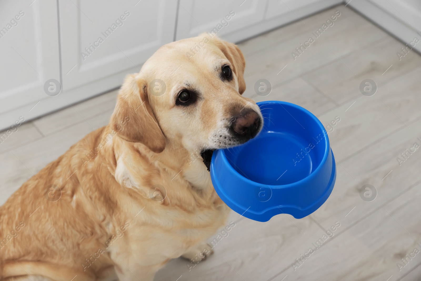 Photo of Cute hungry Labrador Retriever carrying feeding bowl in his mouth indoors