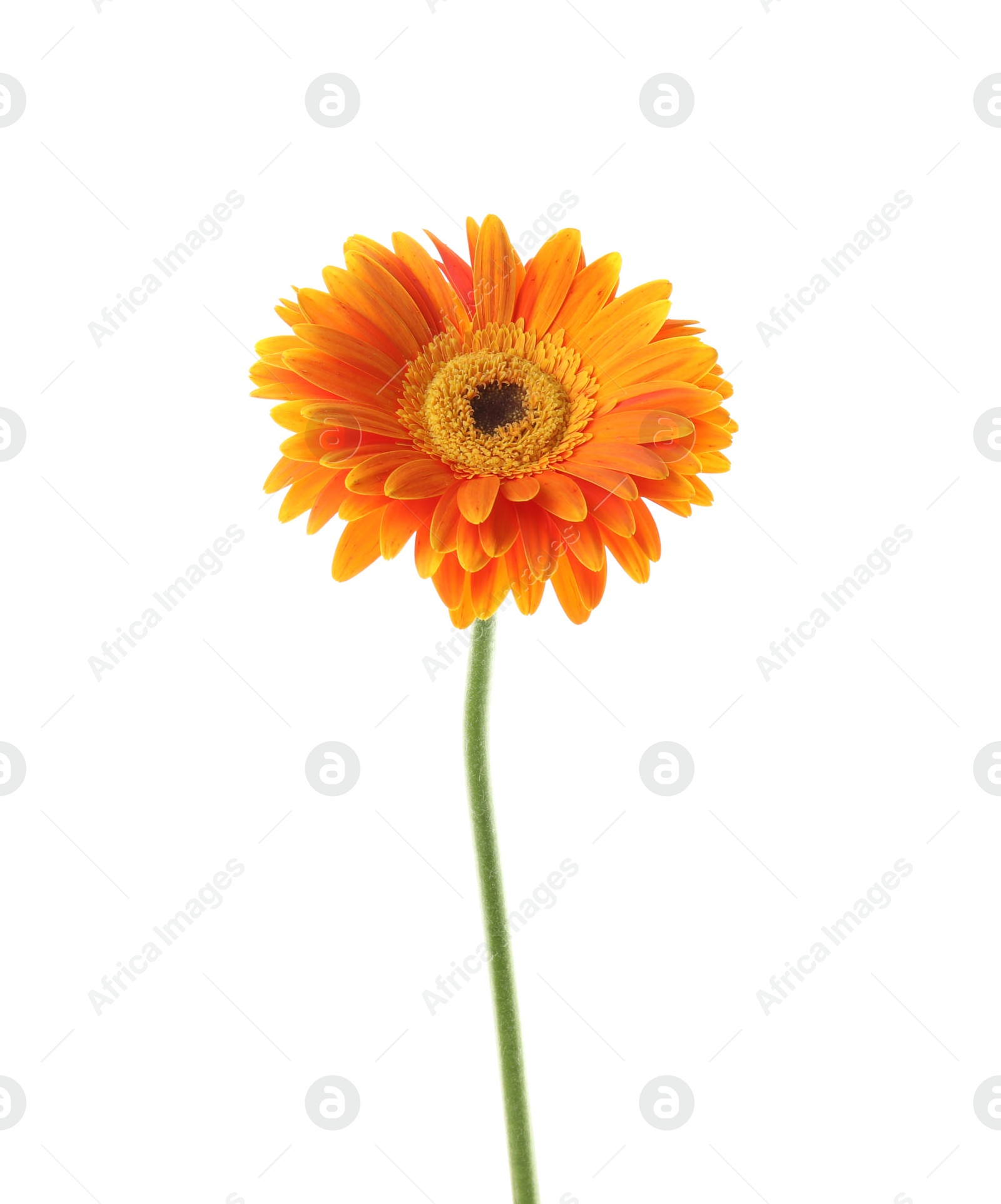 Photo of Beautiful bright gerbera flower on white background