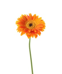 Photo of Beautiful bright gerbera flower on white background