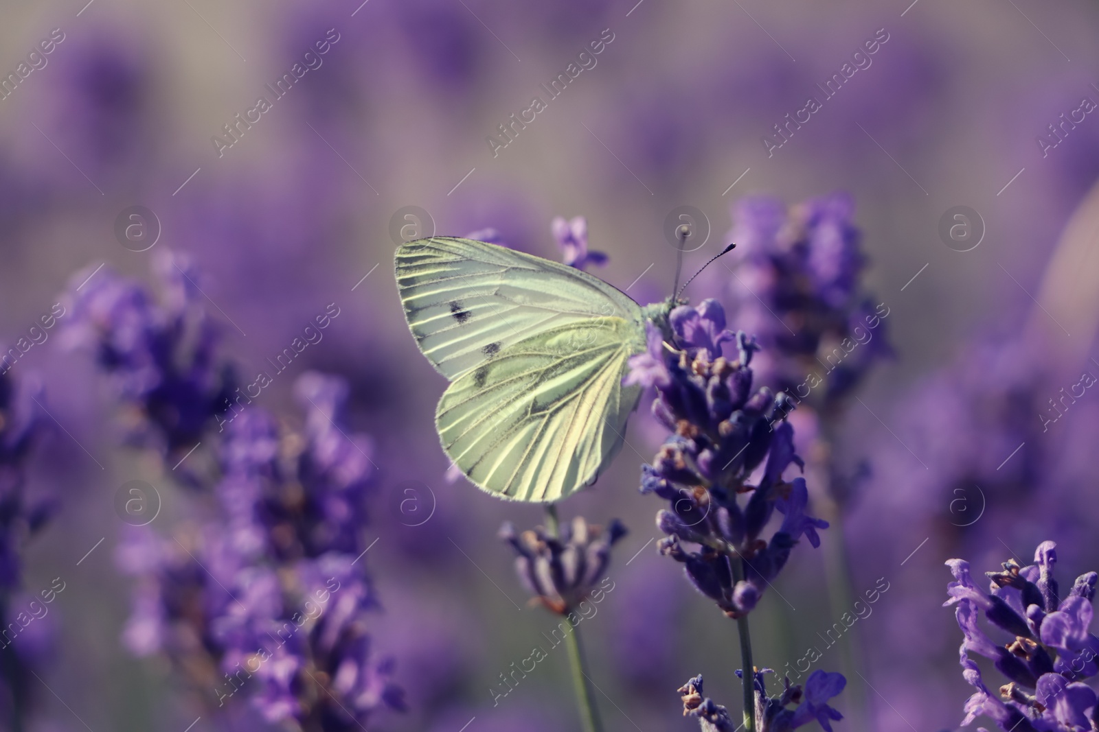 Photo of Beautiful butterfly in lavender field on summer day, closeup