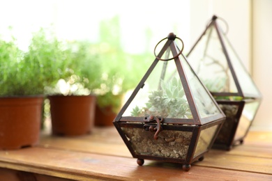 Florariums with home plants on wooden window sill, space for text