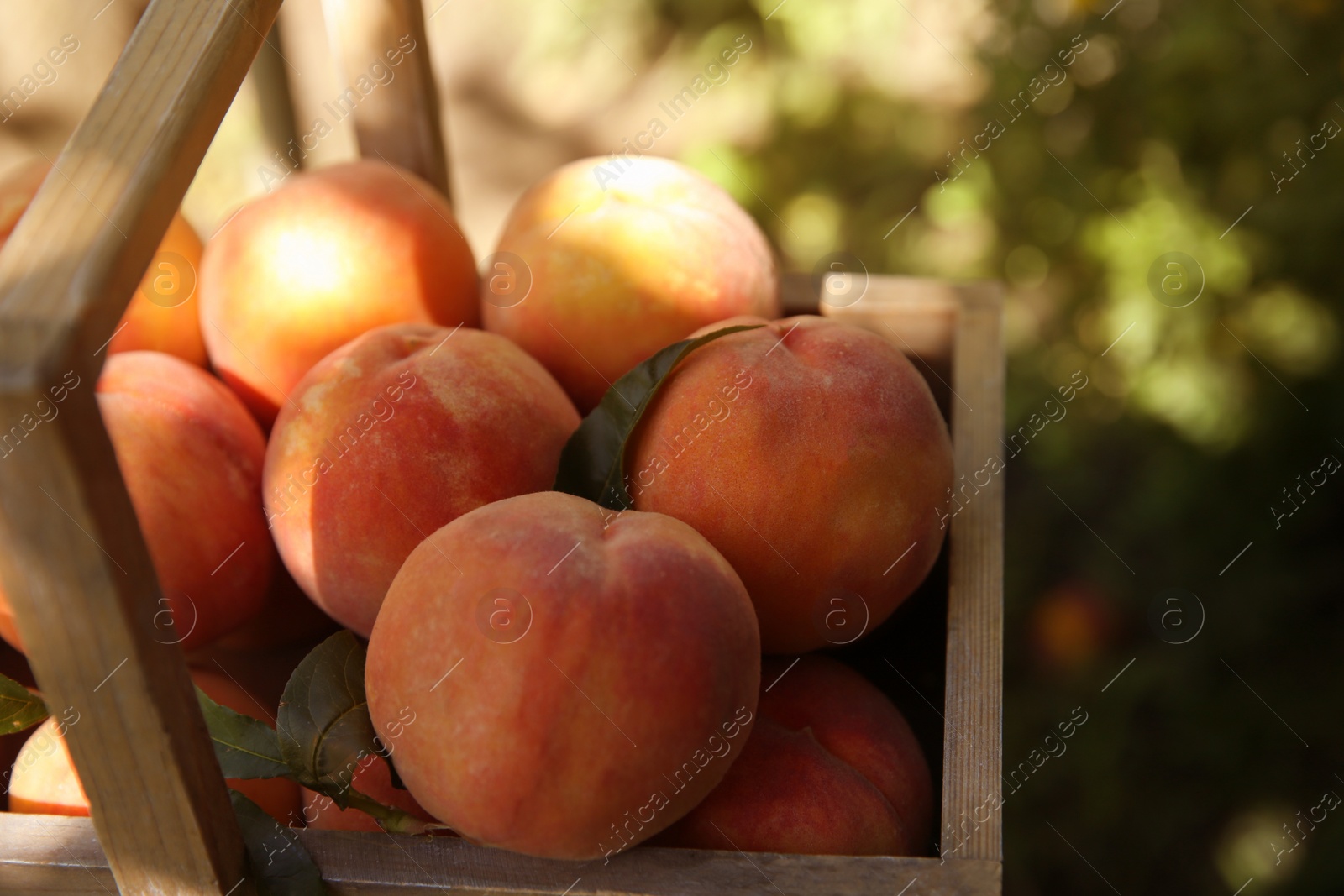 Photo of Wooden basket with ripe peaches outdoors, closeup
