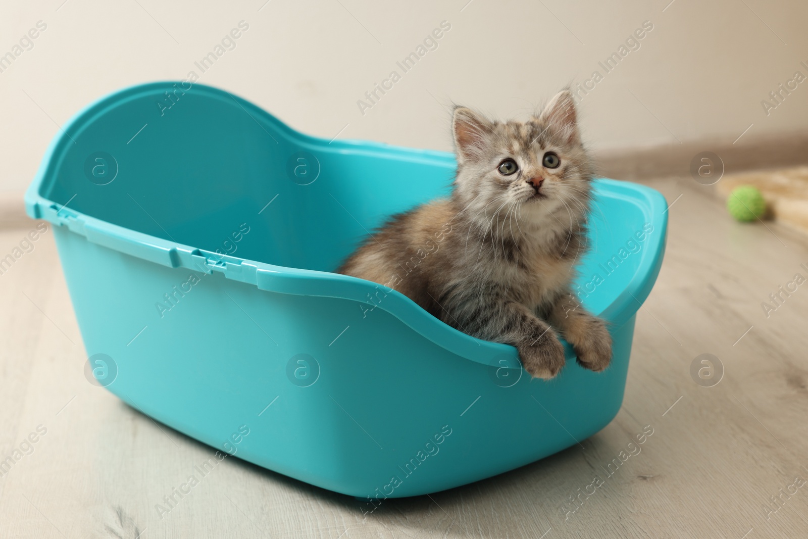 Photo of Cute fluffy kitten in litter box at home