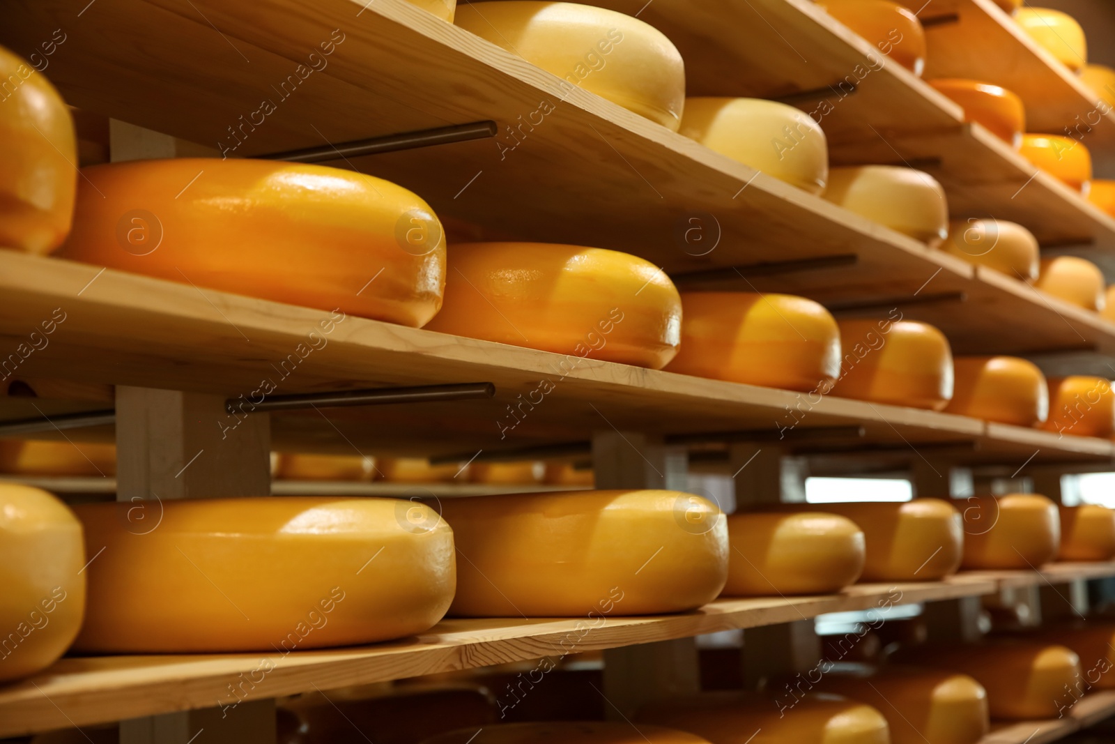 Photo of Fresh cheese heads on rack in factory warehouse