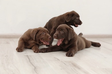 Photo of Chocolate Labrador Retriever puppies on floor indoors