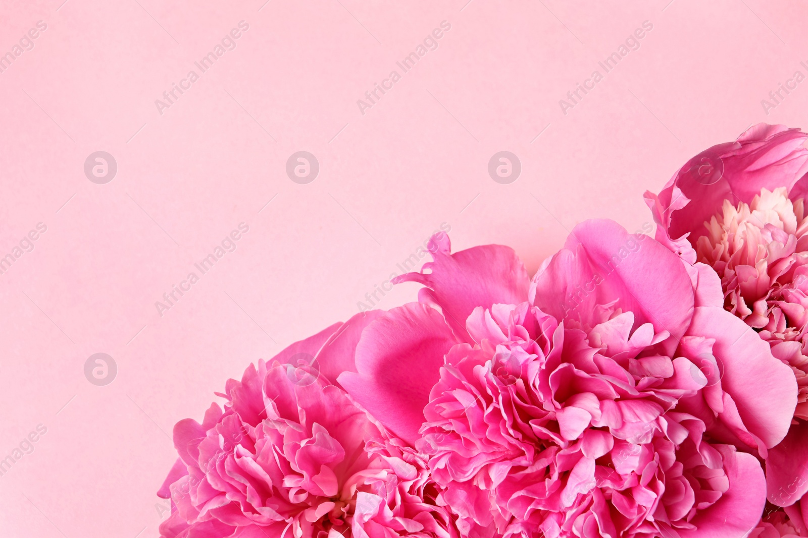 Photo of Beautiful peonies on color background, flat lay with space for text