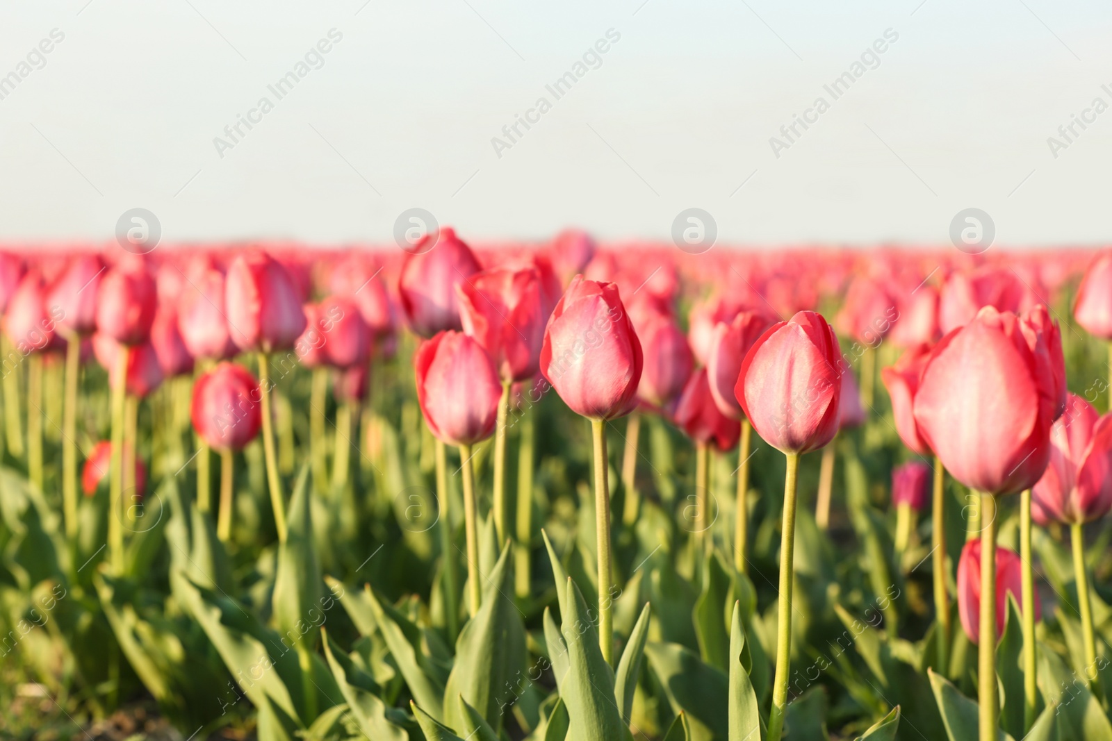 Photo of Field with fresh beautiful tulips. Blooming flowers