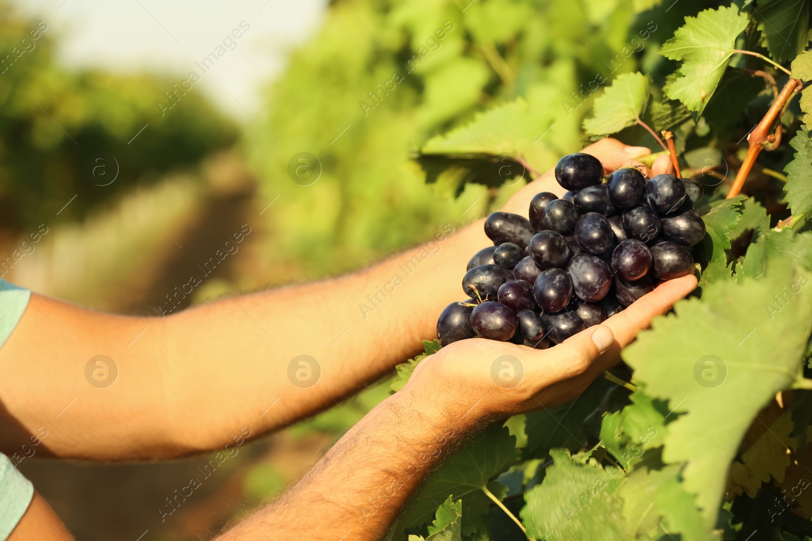 Photo of Man picking fresh ripe juicy grapes in vineyard, closeup