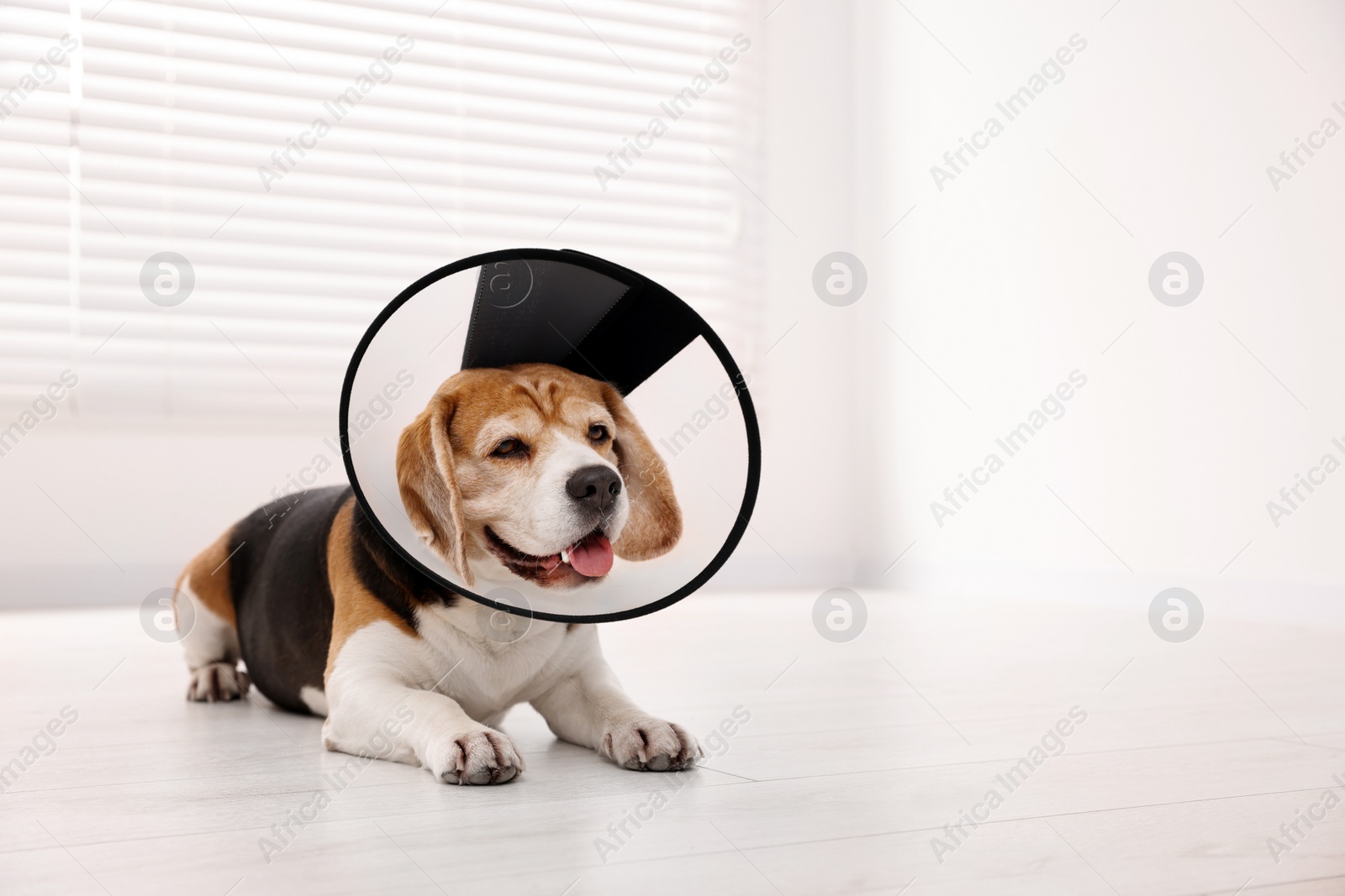 Photo of Adorable Beagle dog wearing medical plastic collar on floor indoors, space for text