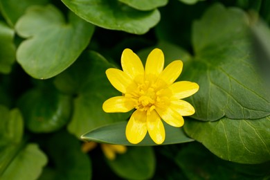 Photo of Beautiful Ficaria plant with yellow blossom outdoors, top view. Spring flower