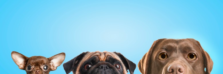 Cute surprised animals on light blue background, banner design. Adorable Chihuahua, pug and labrador retriever dogs with big eyes