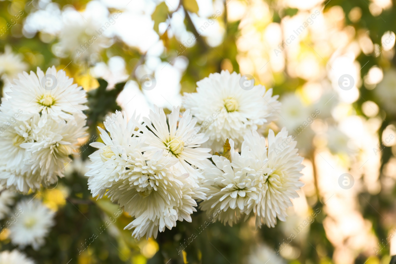 Photo of Beautiful chrysanthemum flowers growing on blurred background, closeup