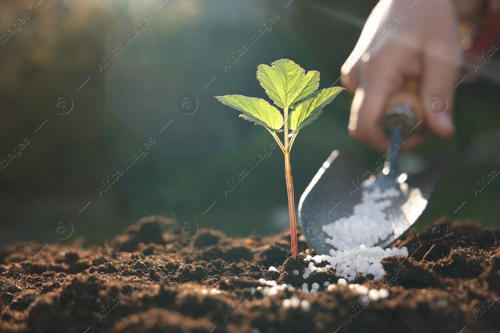 Photo of Woman fertilizing soil with growing young sprout on sunny day, selective focus