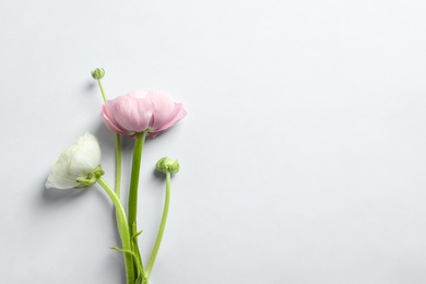 Photo of Beautiful ranunculus flowers on white background