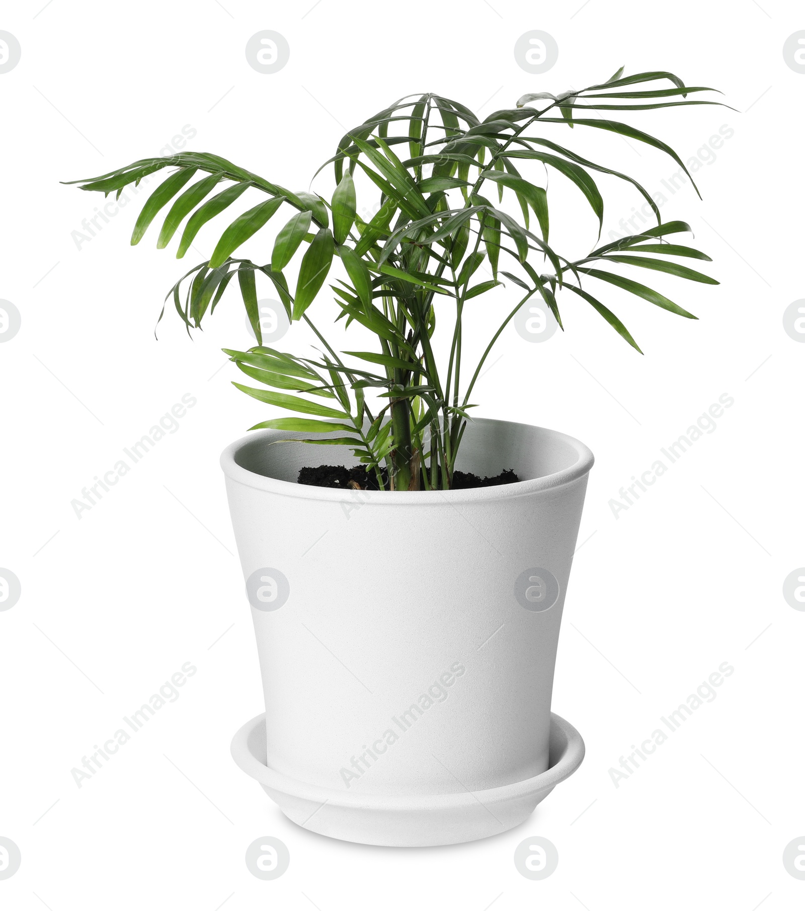 Photo of Beautiful Ravenea rivularis plant in pot isolated on white. House decor