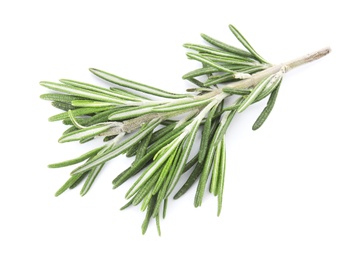 Fresh green rosemary twig on white background, top view