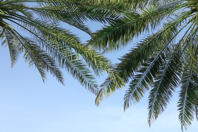 Photo of Green palm leaves on blue sky background