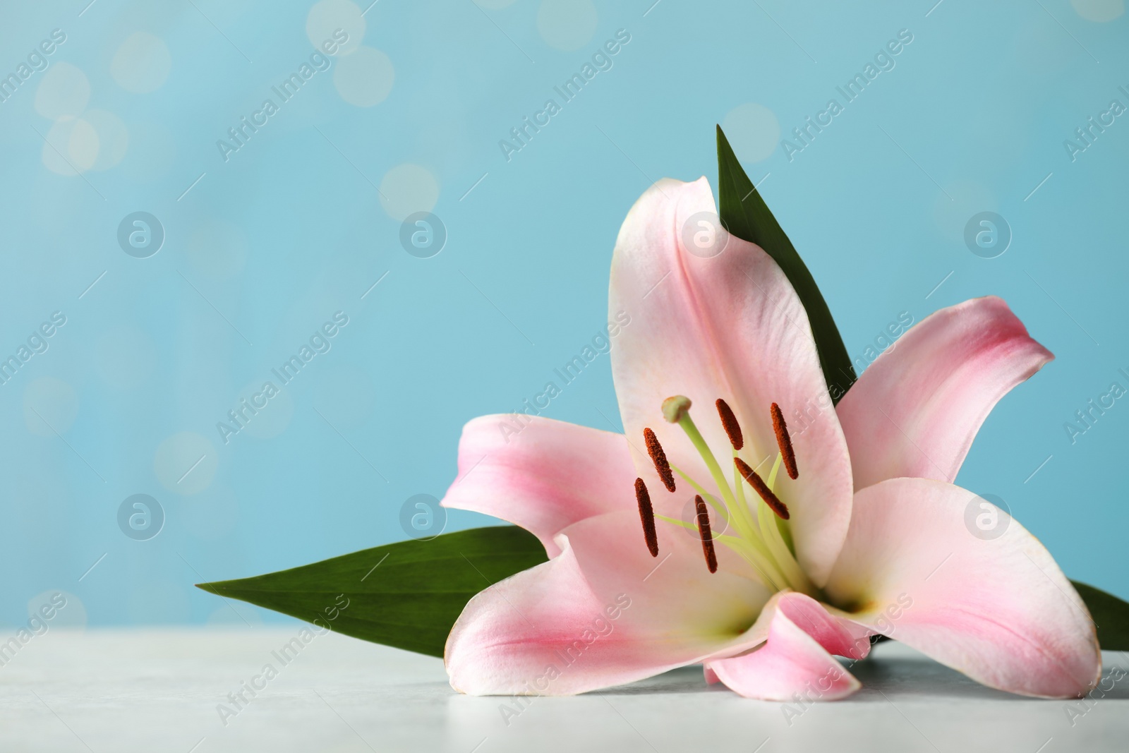 Photo of Beautiful pink lily flower on white table against blurred lights, space for text