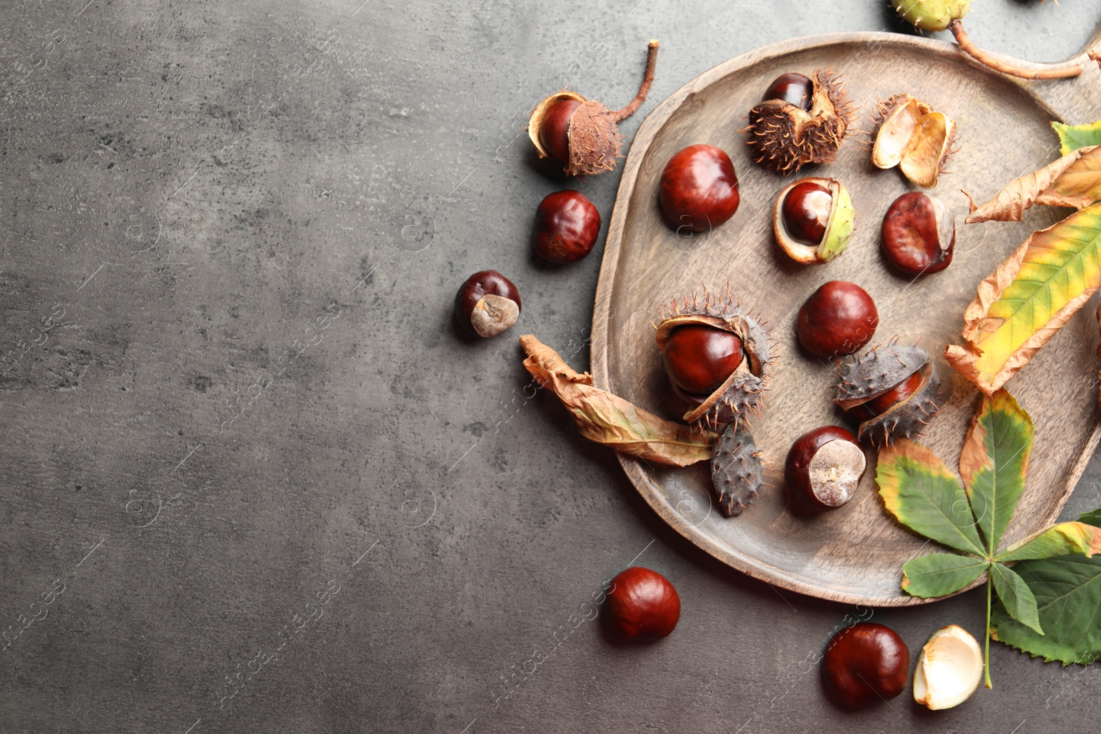 Photo of Horse chestnuts and leaves on grey table, flat lay. Space for text