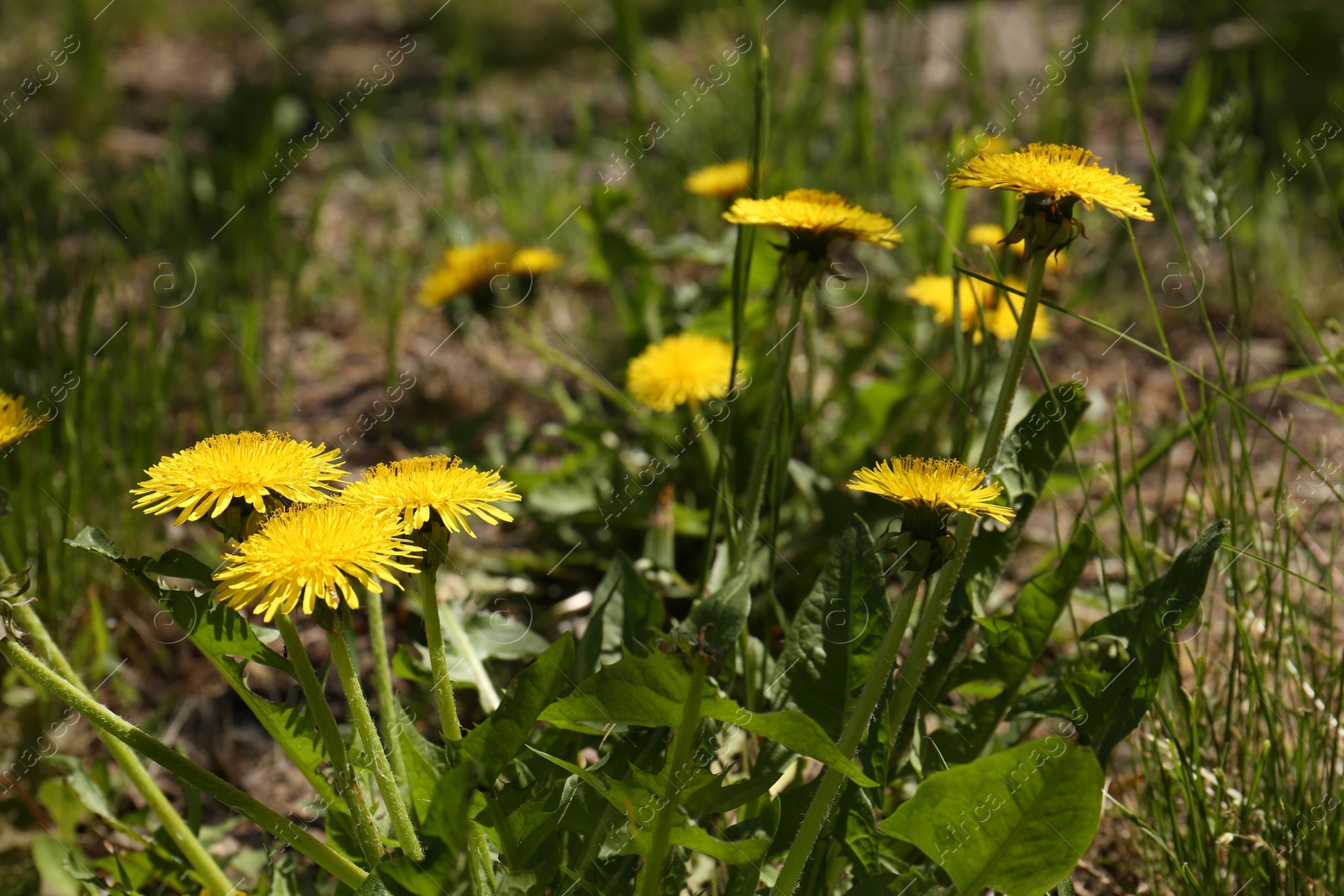 Photo of Beautiful blooming dandelions in green meadow, closeup