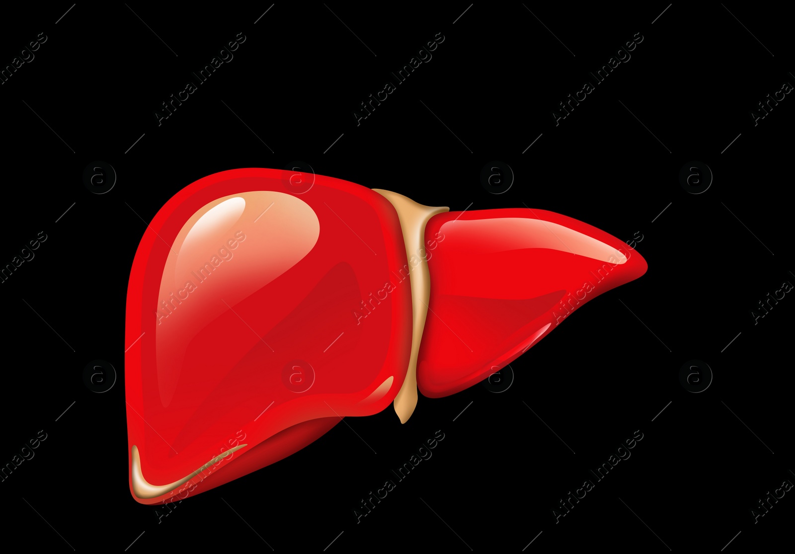 Illustration of  liver on black background. Human anatomy 