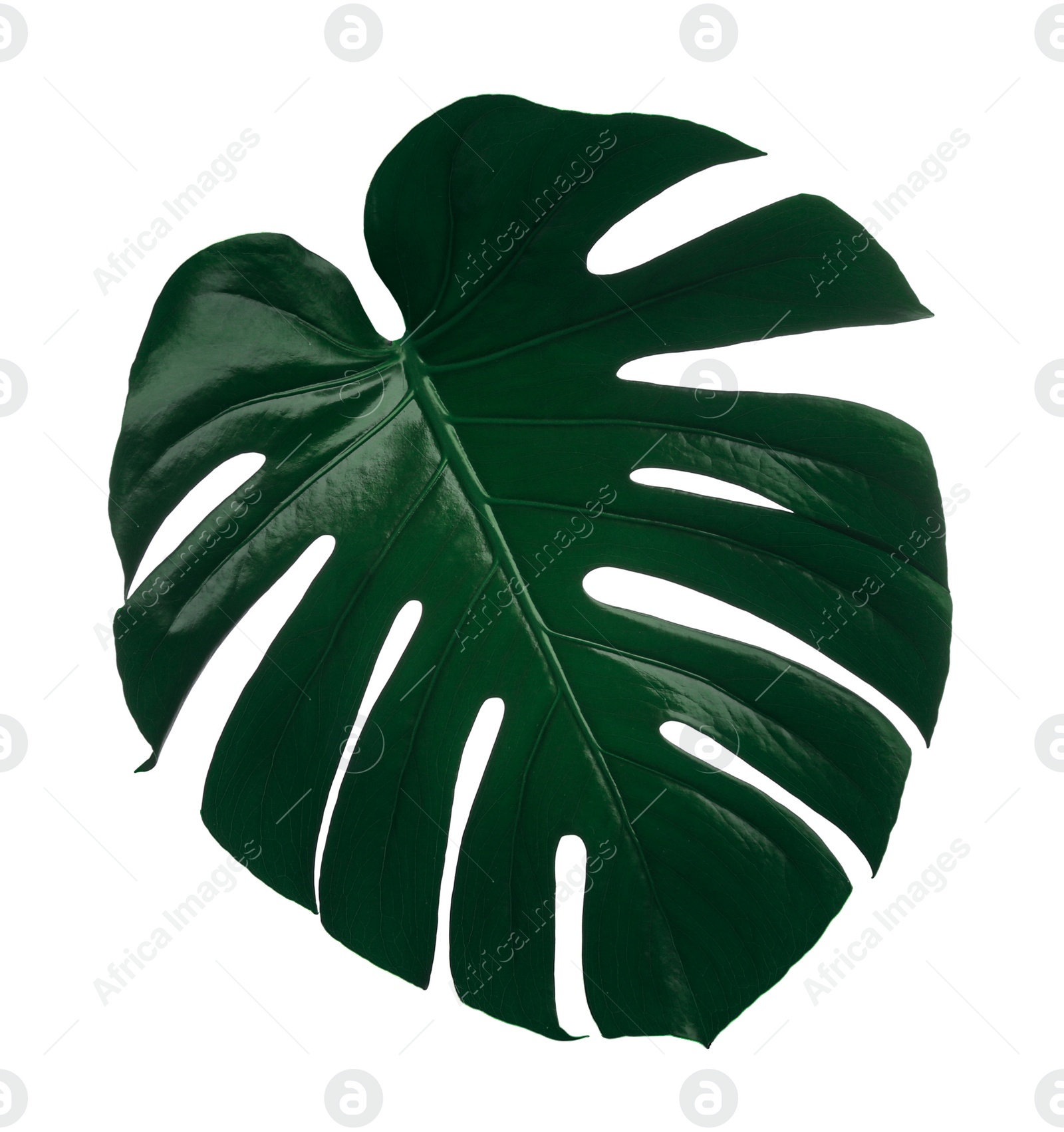 Photo of Beautiful monstera leaf isolated on white. Tropical plant