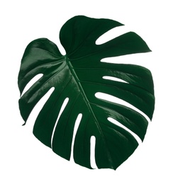 Beautiful monstera leaf isolated on white. Tropical plant