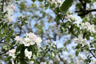 Photo of Beautiful blossoming quince tree outdoors on spring day