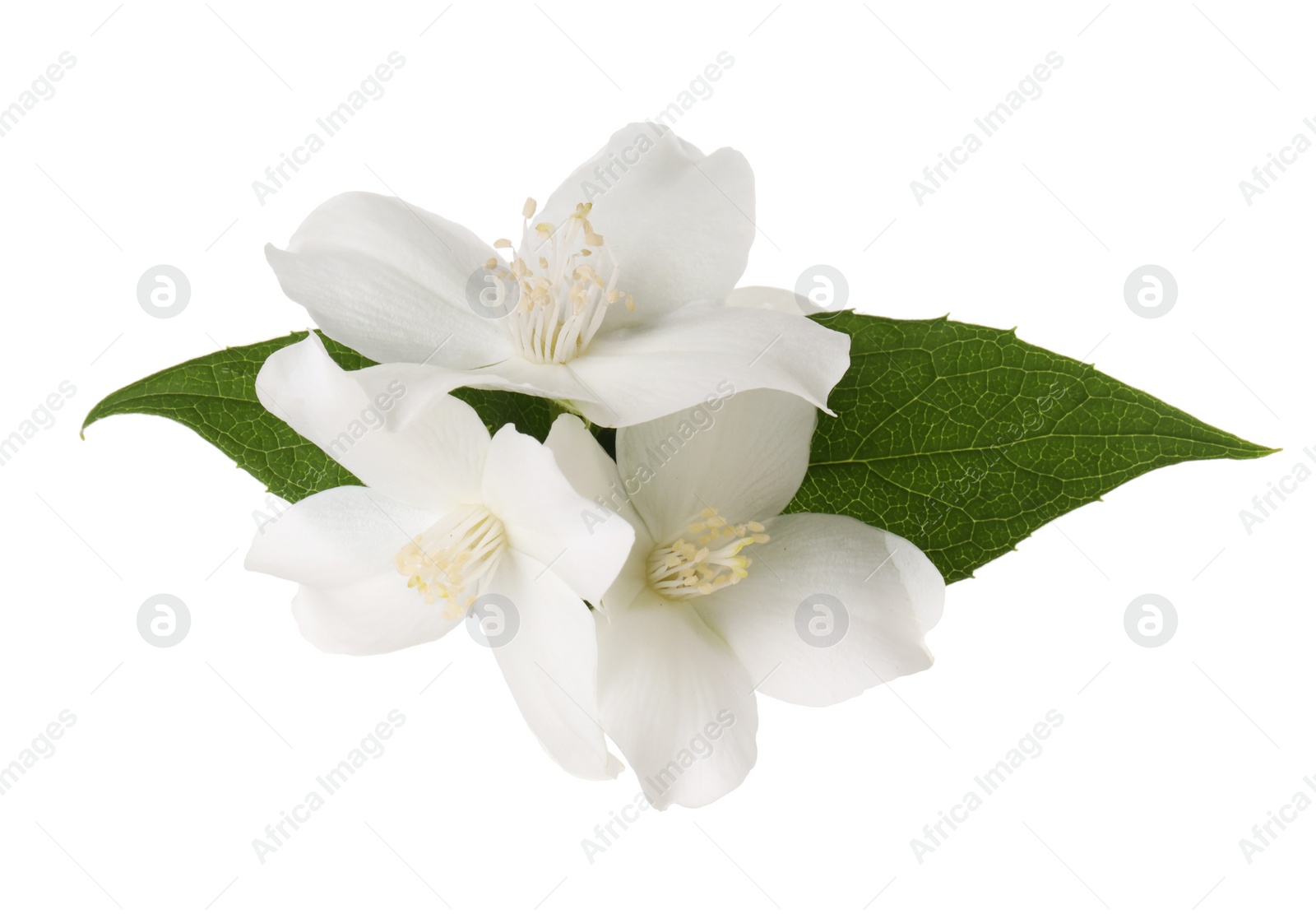 Photo of Branch of jasmine flowers and leaves isolated on white