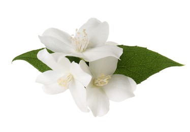 Photo of Branch of jasmine flowers and leaves isolated on white