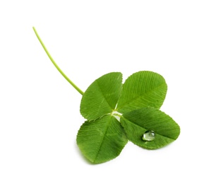 Green four-leaf clover on white background